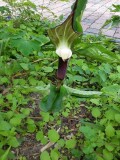 Arisaema sikokianum 2017-6.jpg