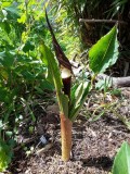 Arisaema sikokianum 2018-3.jpg