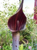 Arisaema serratum var. mayebarae 2019-5.jpg