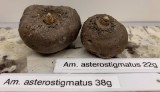 Am. asterostimatus_2021_1.jpg