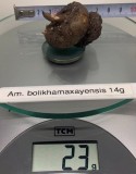 Am. bolikhamaxayensis 2021 01.jpg