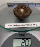 Am. asterostigmatus 2021.jpg