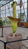 Gruga Amorphophallus titanum 1 - klein.jpg