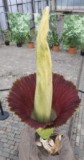 Gruga Amorphophallus titanum 2 - klein.jpg