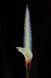 Amorphophallus natolii-1.jpg